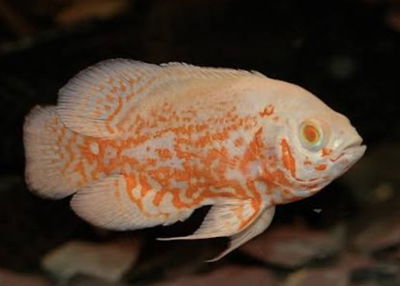 Astronotus Red Miami 8cm Americano