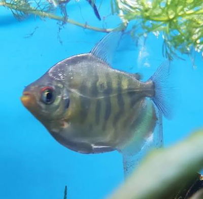 Mylossoma Pacu Reloj