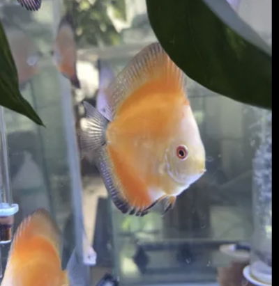 Discus Red Malboro 5cm