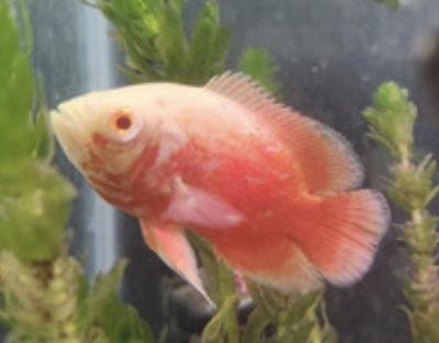 Astronotus Red Miami 4cm Americano