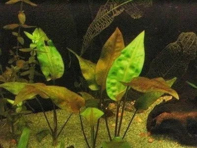 Criptocorine Cordata x1