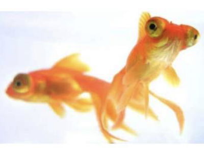 Carassius Telescopico Oro 5cm