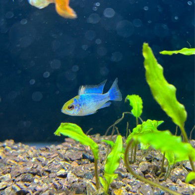 Ramirezzi Electric Blue 4cm