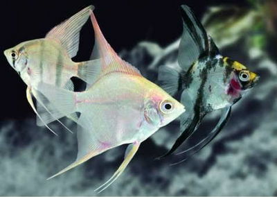 Escalar Surtido Mediano 6cm (Mármol-Blue-Silver Blue)