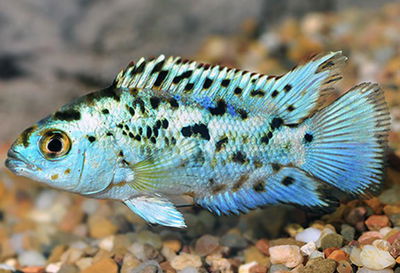 Jack Dempsey Súper Blue 4cm