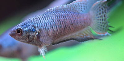 Macropodus Paraiso Royal Blue 3cm