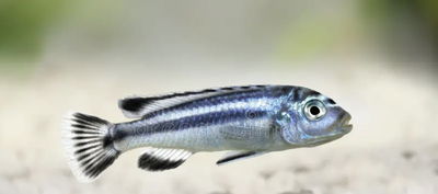 Melanochromis Africanos Johani 