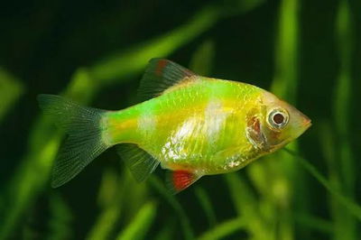 Barbus Star Green Flúor 3cm