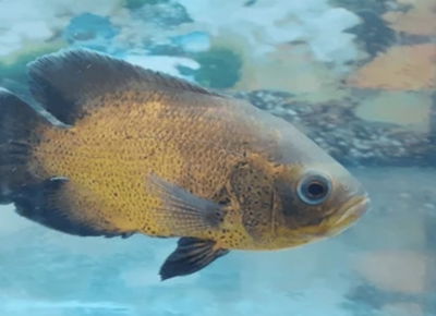Astronotus Cobre 4cm Americano