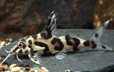 Synodontis Bumble Bee 4cm