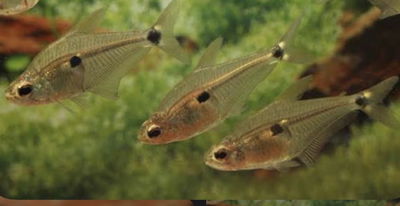 Tetra Tegatus 5cm