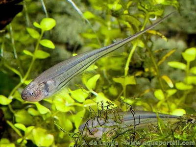 Eygemania Virescens 16 cm