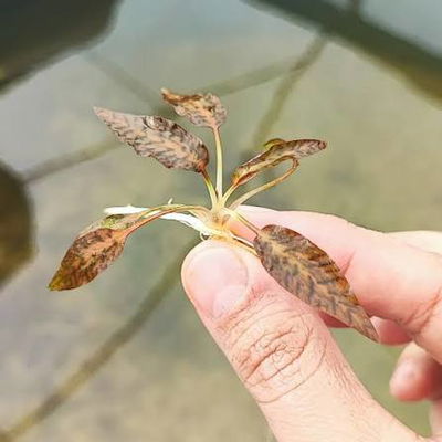 Criptocorine Nurii x1