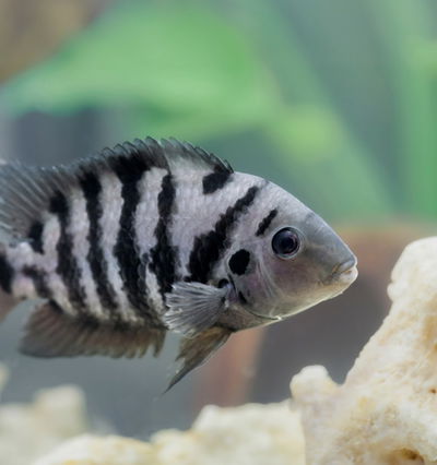 Ciclido Convicto 4cm