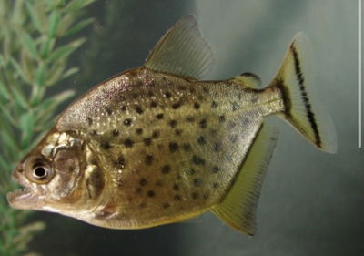 Piraña Amarilla 7cm