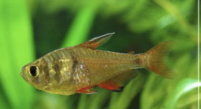 Tetra Bifasciatus 4cm 