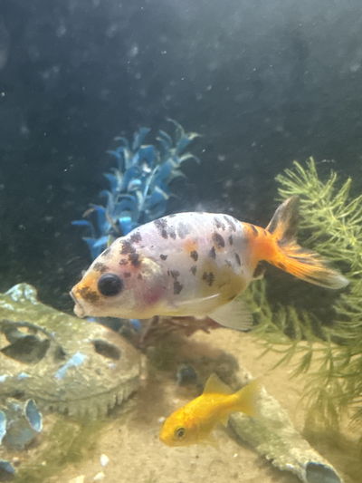 Carassius Ranchu Calico 6cm