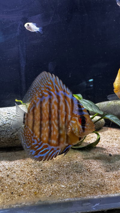 Discus Tiger Snakeskin 10cm