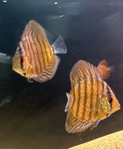 Discus Tiger Snakeskin 7cm