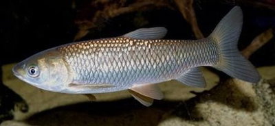 Carpa Sogio Amur Herbívora 5cm