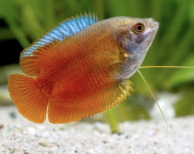 Colisa Red Flame 6cm