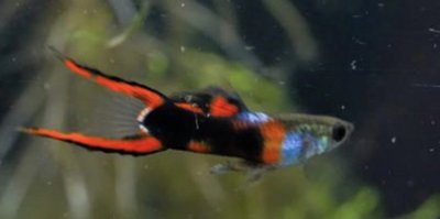 Lebiste Endler Red Black Pareja