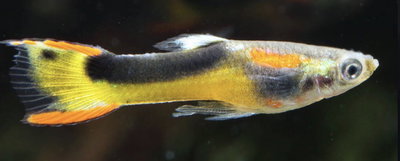 Lebiste Endler Black Golden Pareja