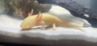 Axolote Albino/Dorado 16cm