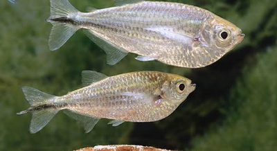 Tetra Cuchilleta 6cm