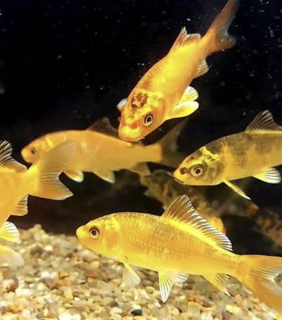 Carpa Yellow Silver 5cm