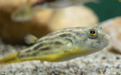 Puffer Fahaka 7cm