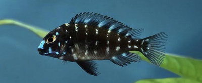 Tropheus Duboisi Africano 3cm