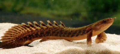 Polypterus Teuglesi 10cm
