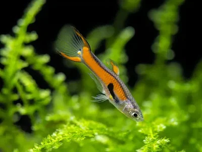 Lebiste Endler Red Scarlet Pareja