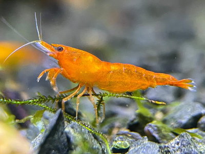 Camarón Orange Neocaridina 