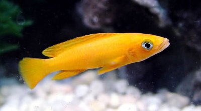Leleupi Yellow Africano 4cm