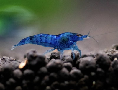 Camarón Blue Velvet Neocaridina 