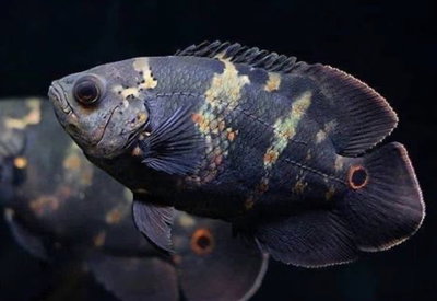 Astronotus Crassipinis 8cm Americano