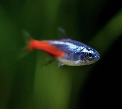 Tetra Neon Inessi Brilliant