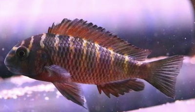Tropheus Red Moliro 3cm
