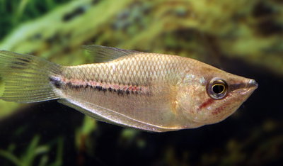 Gourami Chocolate Golden 7cm