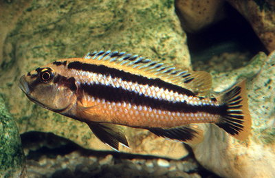 Melanochromis Auratus Africano 5cm