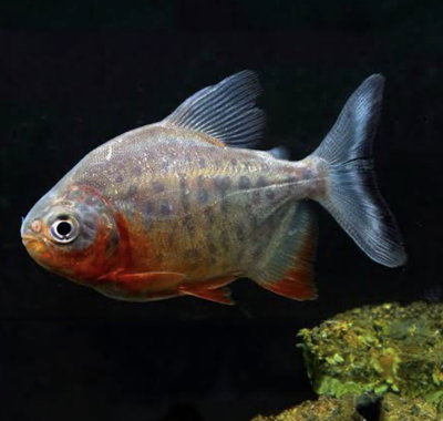 Pacu Panza Roja 6cm