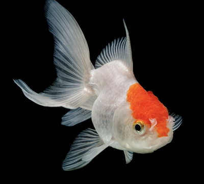 Carassius Red Cap 6cm