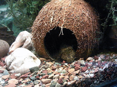 Coco Natural Refugio Ancystrus y Plecos 