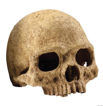 Primate Skull ExoTerra
