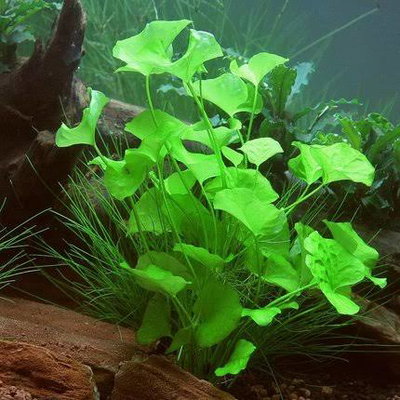 Nymphoides Sp. Taiwán x1