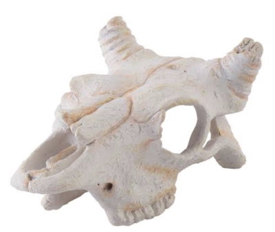  Buffalo Skull Small ExoTerra