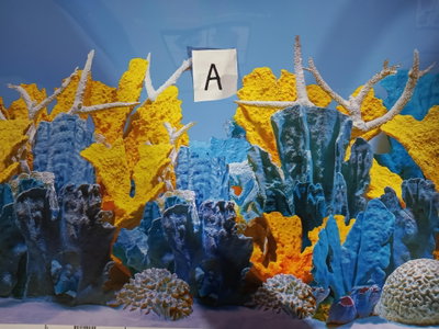 Coral Bliss/Luscia Reef 100x45.7cm 