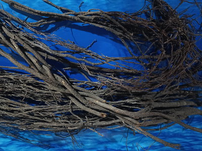 Lianas para Amazonicos/Paludarios 40x10cm